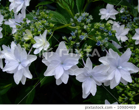 繡球花Sumida煙花 10980469