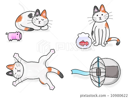 夏天玳瑁貓 10980622