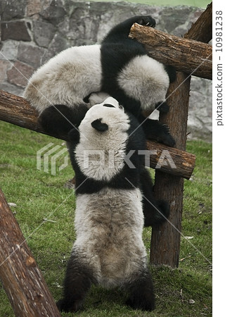 Baby pandas play together 10981238