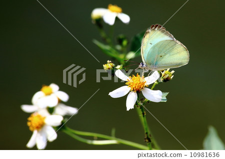 Green Butterfly Green Butterfly 10981636