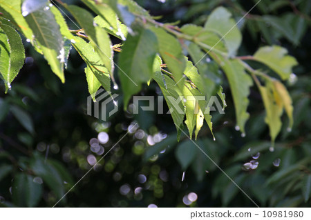 Rainy weather rain sunny water drops nature falling landscape rain Weather weather rainy season image rain image summer summer early summer cherry blossom green leaves fresh green June rainy season rainy season rainy season rainy seasons phenomenon phenomenon 10981980