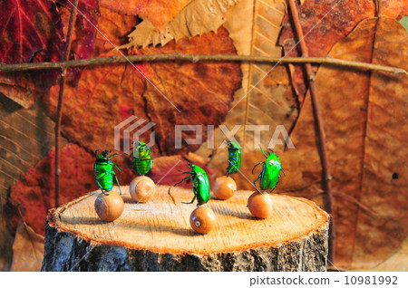 Waxy of mushrooms 10981992