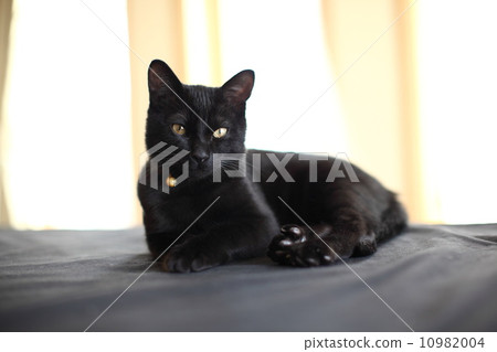 動物（貓） 10982004