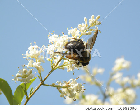 Bumblebee　 10982096