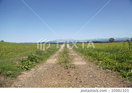 美瑛的風景 10982103