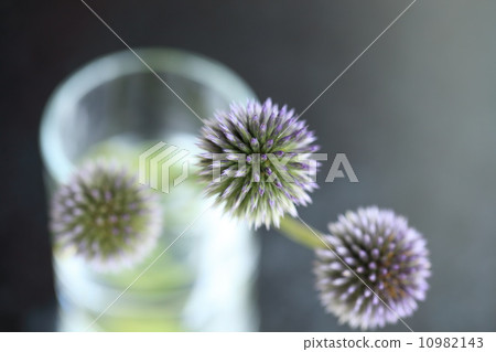 Ruritamaazami Ruritamaazami 10982143