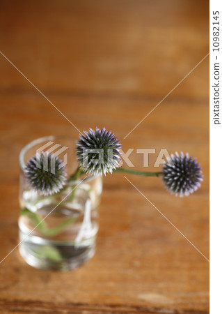 Ruritamarasami 10982145