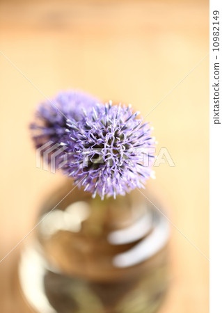 Ruritamaazami 10982149