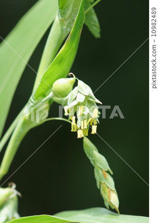 Juzudama橡膠球 10982489