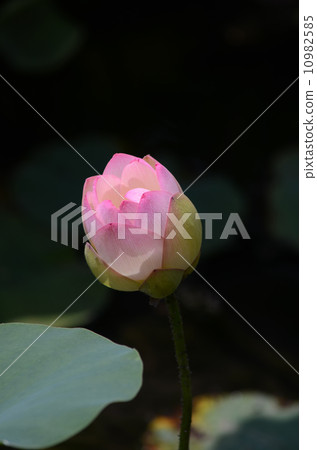 蓮花 蓮花 10982585