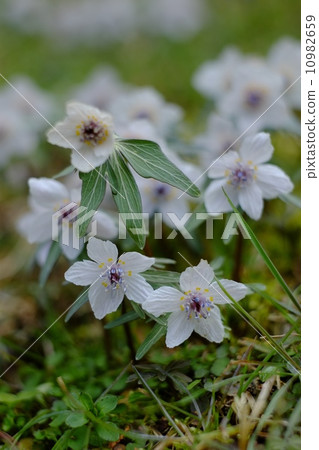 Setsubun Grass Saku廣島縣莊原市 10982659