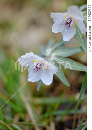 Setsubun Grass Saku廣島縣莊原市 10982662