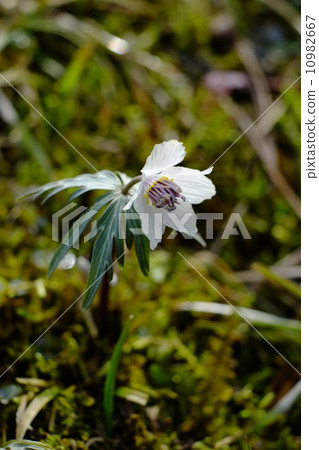 Setsubun Grass Saku廣島縣莊原市 10982667
