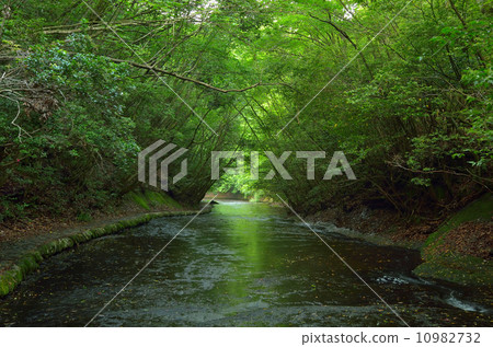 竹垣谷的新鮮綠色 10982732