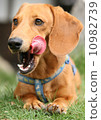 Dachshund 10982739