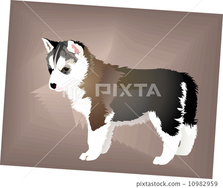 Puppy 10982959