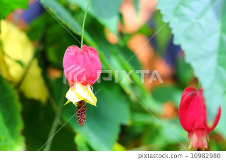 Abutilon (tyrolean lamp) Abutilon (tyrolean lamp) 10982980