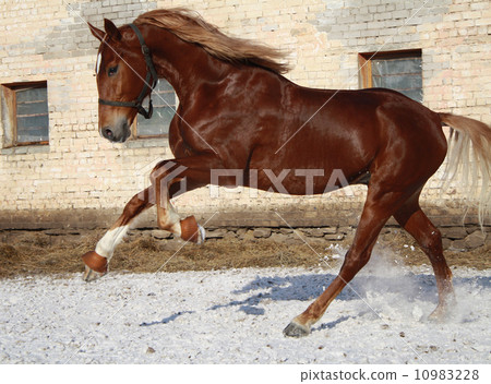 Stallion on walk 10983228