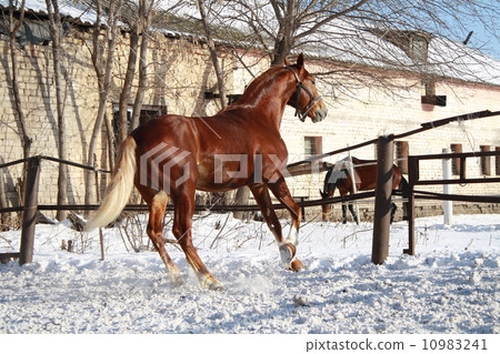 Russian trotter winter near the stables 10983241