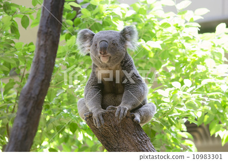 Koala Koala 10983301