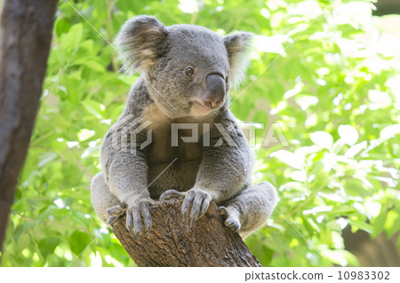Koala Koala 10983302
