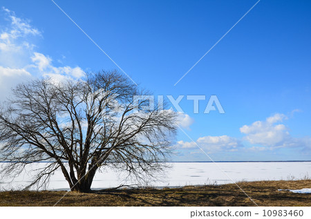 Lone alder tree at coast Lone alder tree at coast 10983460