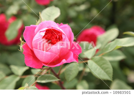 Benjamin Britain 10983501