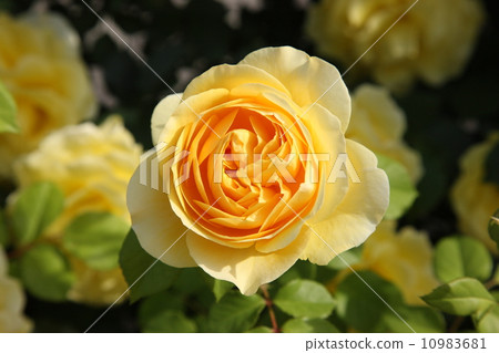 玫瑰 玫瑰 10983681