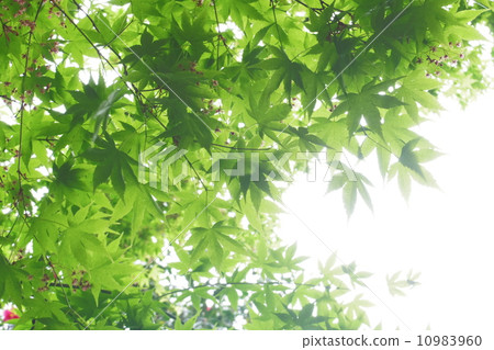 Green maple Green maple 10983960