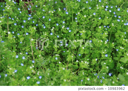 Persian speedwell Persian speedwell 10983962