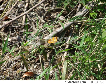 Male of Zuma giuna 10984142