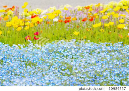 Nemophila flower garden with colorful background 10984537