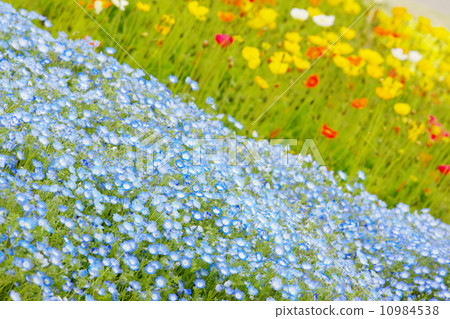 Nemophila flower garden with colorful background 10984538