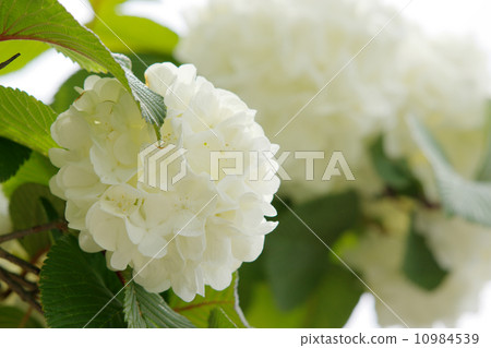Elegant white flowering white flowers 10984539