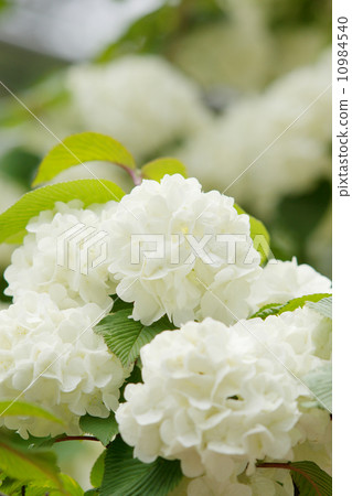Elegant white flowering white flowers 10984540
