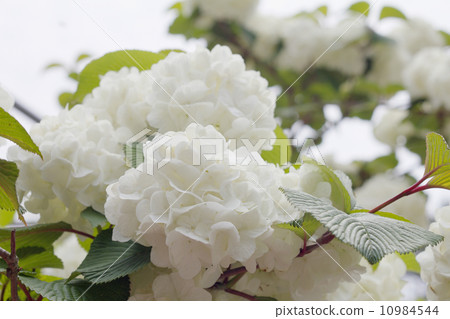 Elegant white flowering white flowers 10984544