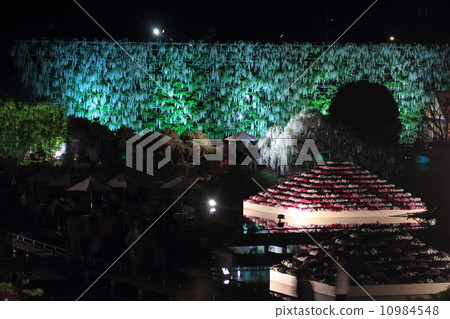 Ashikaga is a flower park wisteria 10984548