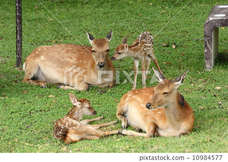 小鹿和媽媽 10984577