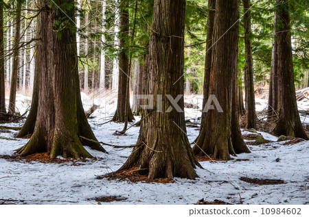 Thuja trees at winter 10984602