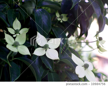 Ao Yama Bouchi白花 10984756