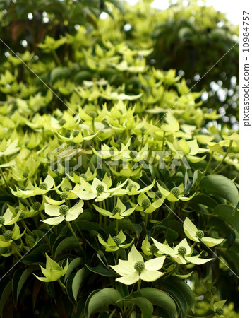 Ao Yama bouchi花 10984757