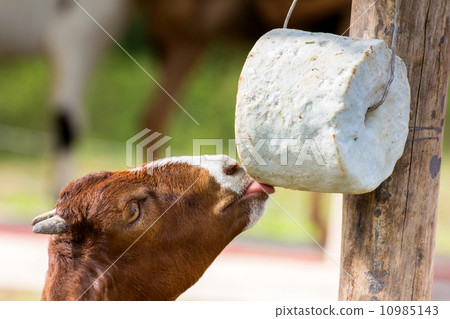 goat lick up calcium in farm 10985143