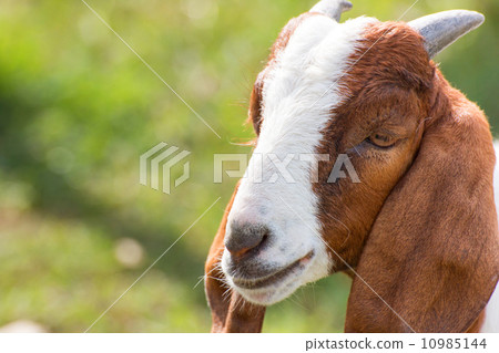 Closeup portrait of a goat in farm 10985144
