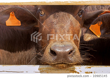 murrah buffaloes farm in thailand 10985145