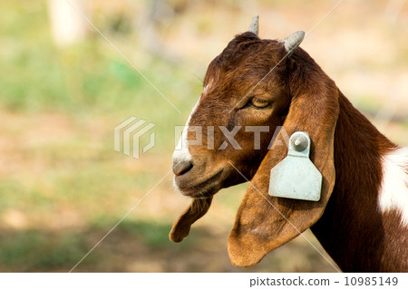 Closeup portrait of a goat in farm 10985149