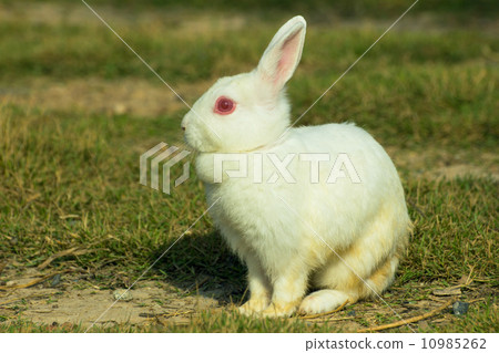 white rabbit in a green grass 10985262