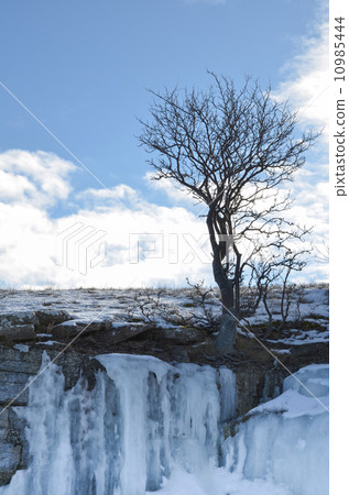 Lone tree on icy cliffs 10985444