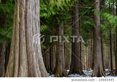 Big thuja trees Big thuja trees 10985445
