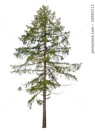 Tall European larch tree isolated on white background 10985511
