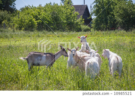 Goats on a pasture in sunny summer day 10985521